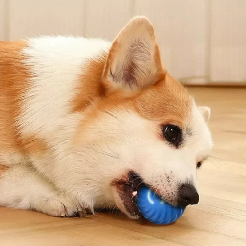 Dog Toy Ball Automatic Moving  - Automatic Moving Dog Ball 评论和价格